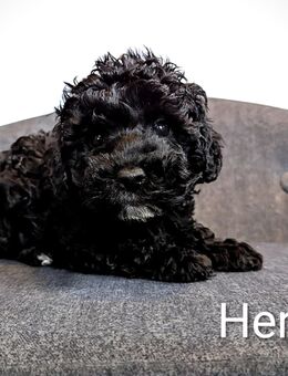 Zwergpudel/ Toypudel Welpen reinrassig mit Ahnenpass - Altenpleen