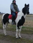 Pintomixstute Lora in 99628