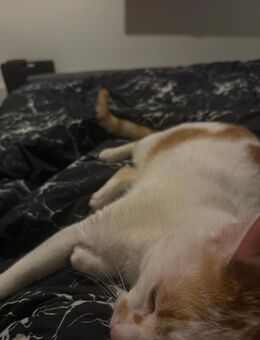 Ein Jähriger Kater - Wetzlar