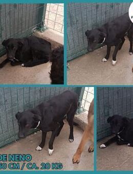 Neno Mischlingsrüde Mischling Rüde - Margetshöchheim