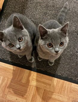 BKH Kitten Britisch Kurzhaar - Osnabrück