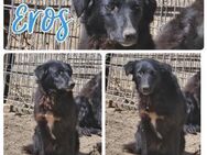 Eros sucht seine Familie - Bissingen