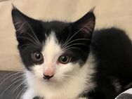 Maine Coon Mix Kitten - Niederburg