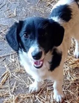 Charmante Barbi sucht warmen Platz - Olsberg