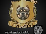 Pocket bully - Kirchardt