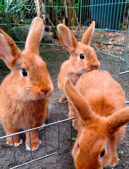 Hasenkinder - Mix Zwergwidder und Zwergkaninchen zu verkaufen - 3 Monate - Gräfenhainichen
