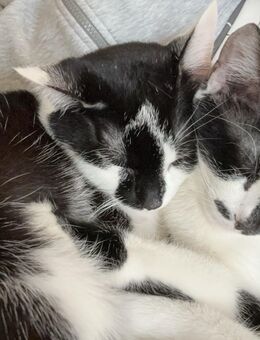 Zwei Liebevolle Kater suchen neues Zuhause - Köln