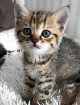 Bkh kitten in leopard Farbe - Berlin Reinickendorf