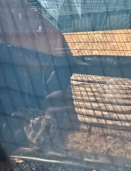 Griechische Landschildkröten 2St. - Gelsenkirchen Buer