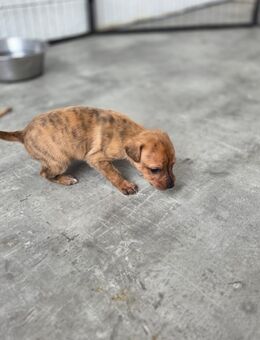 Galgo–Golden-Retriever Mischlingswelpen – privater Wurf (Deutschland) - Langgöns