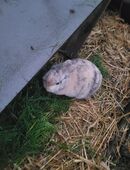 Caramel, Witwe Bolte, Snow, Max, Moritz und 2 Böckchen ohne Namen in 32699