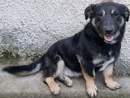 Bambi ist superlieb - Bielefeld
