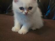 BKH kitten reinrassig weiss mit blauen Augen - Berlin Mitte