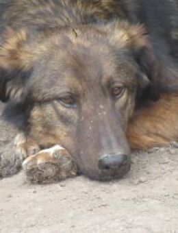 Nala, die Ruhige 🐾 - Elsdorf (Nordrhein-Westfalen)