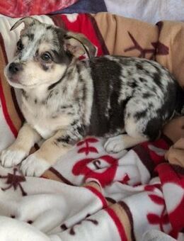 Picasso soll nicht in Rumänien aufwachse - Blankenheim (Nordrhein-Westfalen)