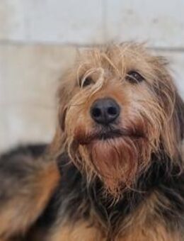 Toffee Lebhafte Hundedame - Eixen