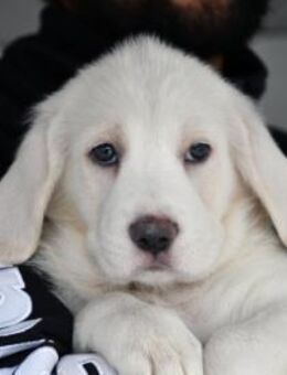 Tau möchte endlich ankommen - Neuss