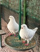 Kingtauben weiß - Pärchen in 74937