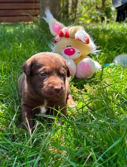 7 süße Aussiedor-Mix Welpen suchen liebevolles Zuhause 🐶❤️ - Aiglsbach