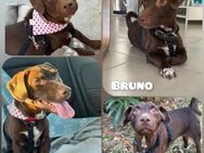 Bruno aus 21776 Wanna sucht! - Krefeld