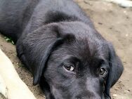 Labrador Welpen