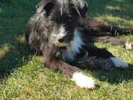 Babyhund Maya - Wegberg