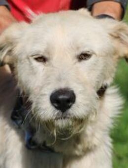 Melvin - kinderlieber Jungrüde - Lohra