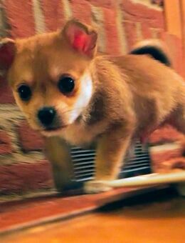 Chihuaha-Malteser Welpen in liebe Hände abzugeben - Langenfeld (Rheinland) Zentrum