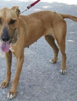 Larah liebt Menschen trotz allem... - Karben