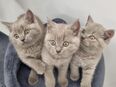 Britisch kurzhaar kitten in 59174