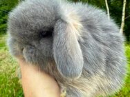 Süße Mini Lop Minilop Kaninchen Hasen suchen Familie - Kleve (Nordrhein-Westfalen)