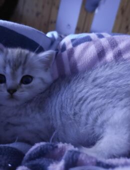 Bkh kitten - Feuchtwangen