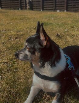 Chihuahua - Osterode (Harz)