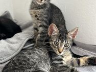 Katzenbabys abzugeben 12.Woche 50€ - Göttingen