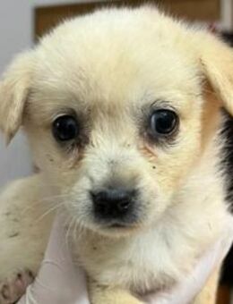 SHIRA - zuckersüßes Welpenmädchen - Kallmünz