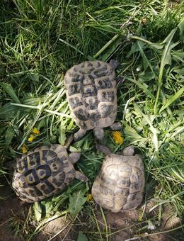 Adulte 2,1 griechische Landschildkröten zu verkaufen - Rangendingen