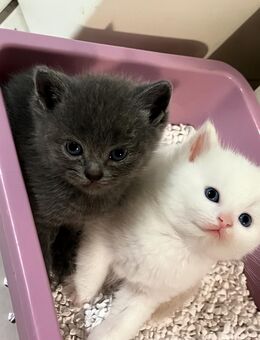 BKH Kitten - Buchholz (Nordheide)