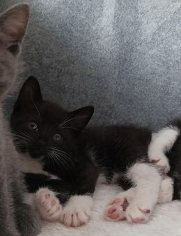 * Schwarz weiße Kitten zu verkaufen* - Ruppichteroth