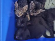 Katzen Babys - Landstuhl (Sickingenstadt) Landstuhl