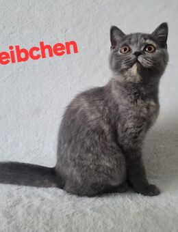 Bkh kitten abgabebereit - Düsseldorf