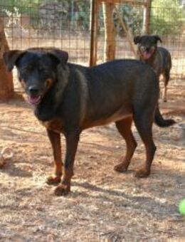 Tonja sucht ihre Menschen - Fronreute