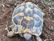 Landschildkröte - Leonberg (Baden-Württemberg)