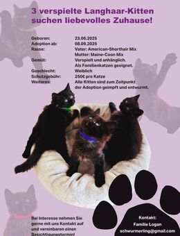 3 verspielte Langhaar-Kitten suchen liebevolles Zuhause - Fürth