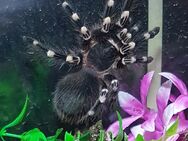 Acanthoscurria geniculata - Braunschweig