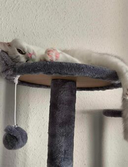 Dobby und Milo - unzertrennliche Geschwister-Kater suchen ein liebevolles Zuhause - Berlin Marzahn-Hellersdorf