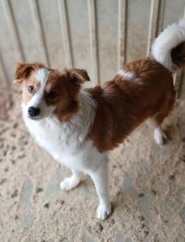 ❤️ zuckersüsser Welpe Nabby ❤️ - Eislingen (Fils)