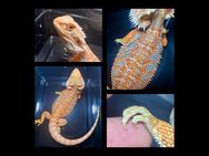 Bartagame male (pogona vitticeps) half Monster red blue tiger NZ 6/2024 - Hamburg Wandsbek