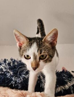 Casimir Unser sanfter Schmusekater 🤍 - München