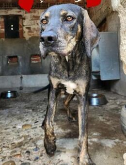 Murray ein besonderer Rüde - Stein-Wingert