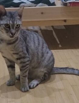 Liebe Tonja sucht ihre Menschen - Margetshöchheim